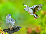 Sue Hsu's photo